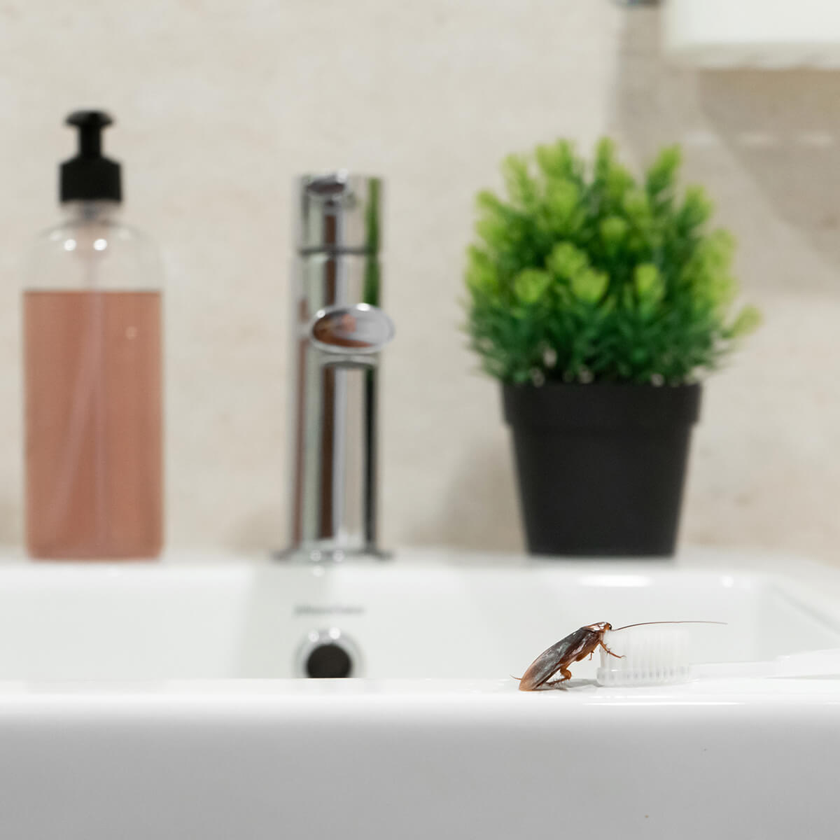Are Cockroaches Attracted to Light? Fantastic Pest Control Australia