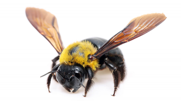 Bee up-close