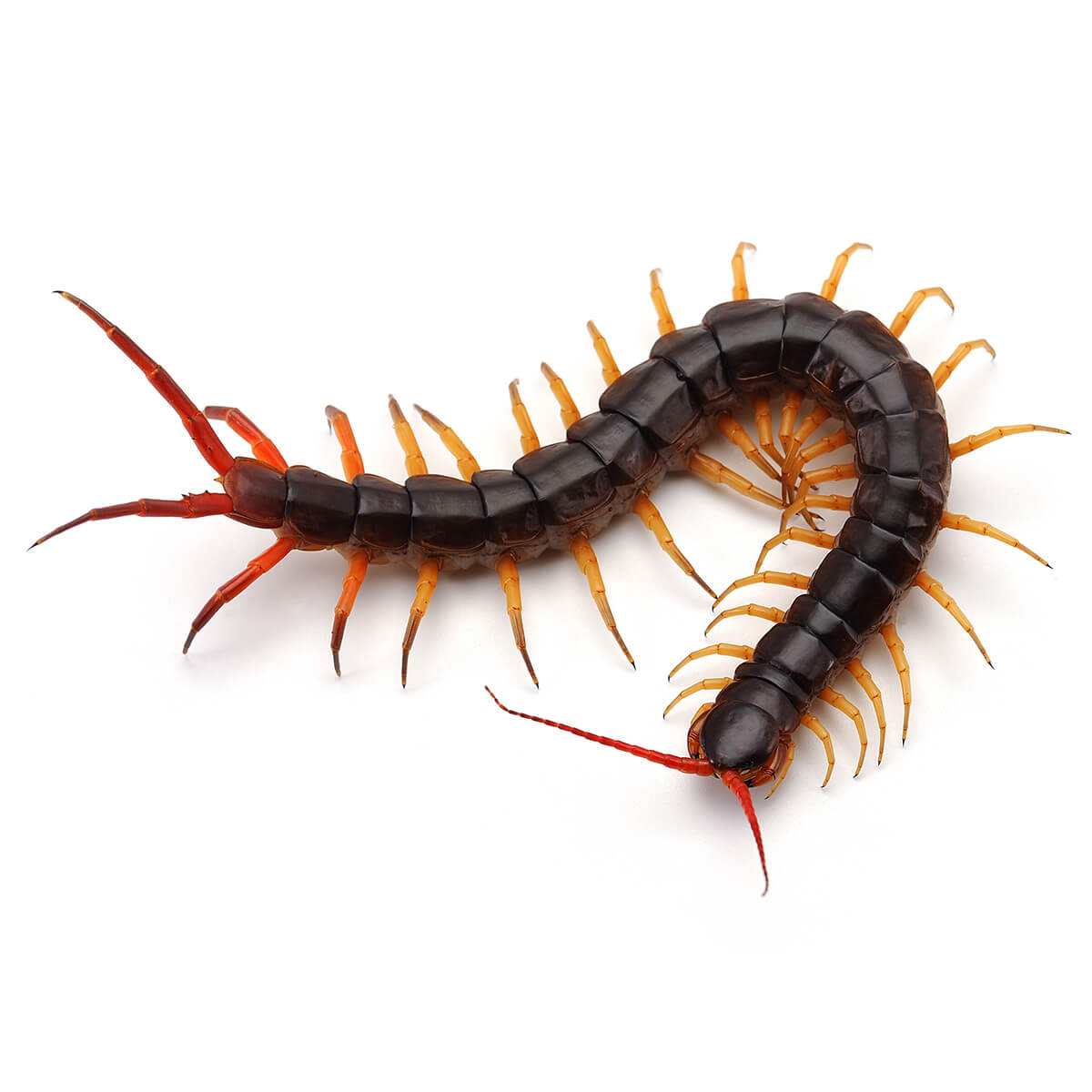 Life Cycle Of A Centipede