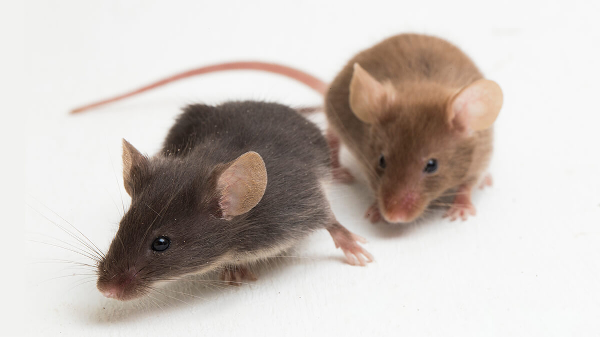 Mouse vs. Rat Understanding the Differences and Similarities