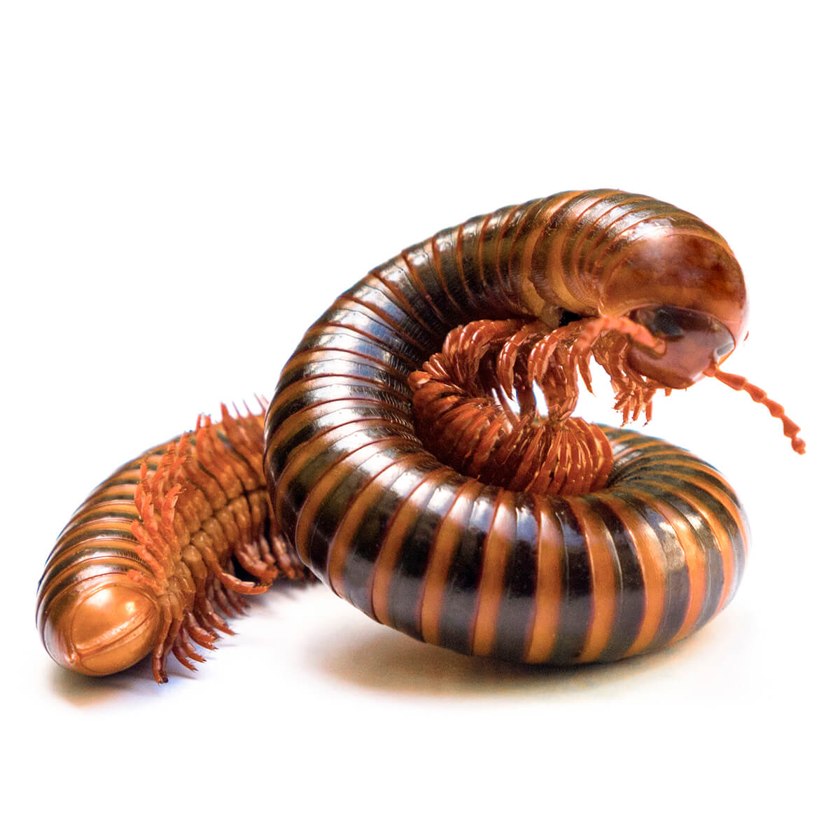 Millipedes