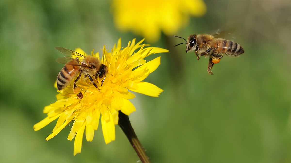 The Difference Between Bees and Wasps