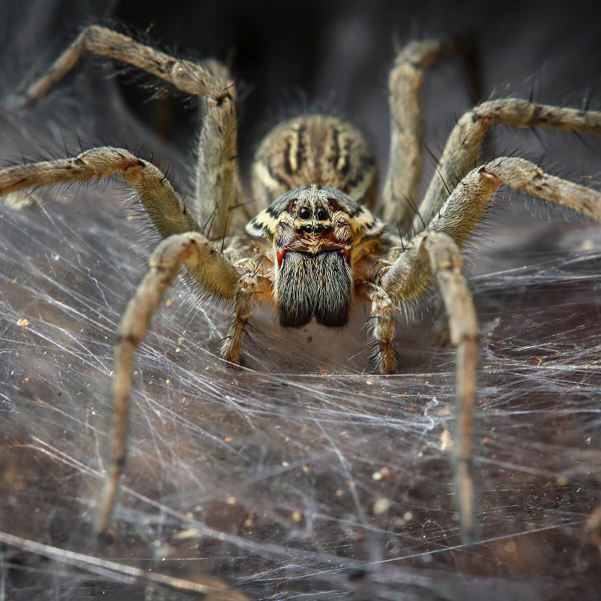 australian snake eating spider