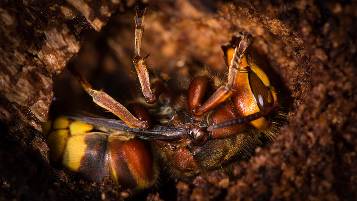 Wasp Lifespan - Do Wasps Hibernate