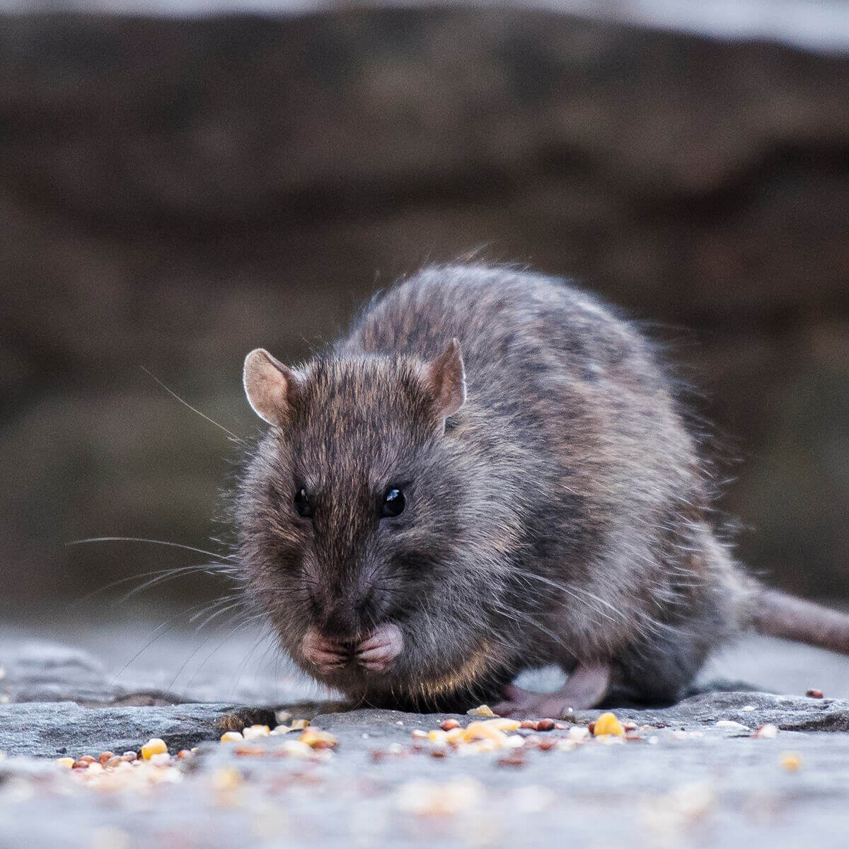 What Do Rodents Eat? Food That Attracts Them to Your Home | FPC AUS