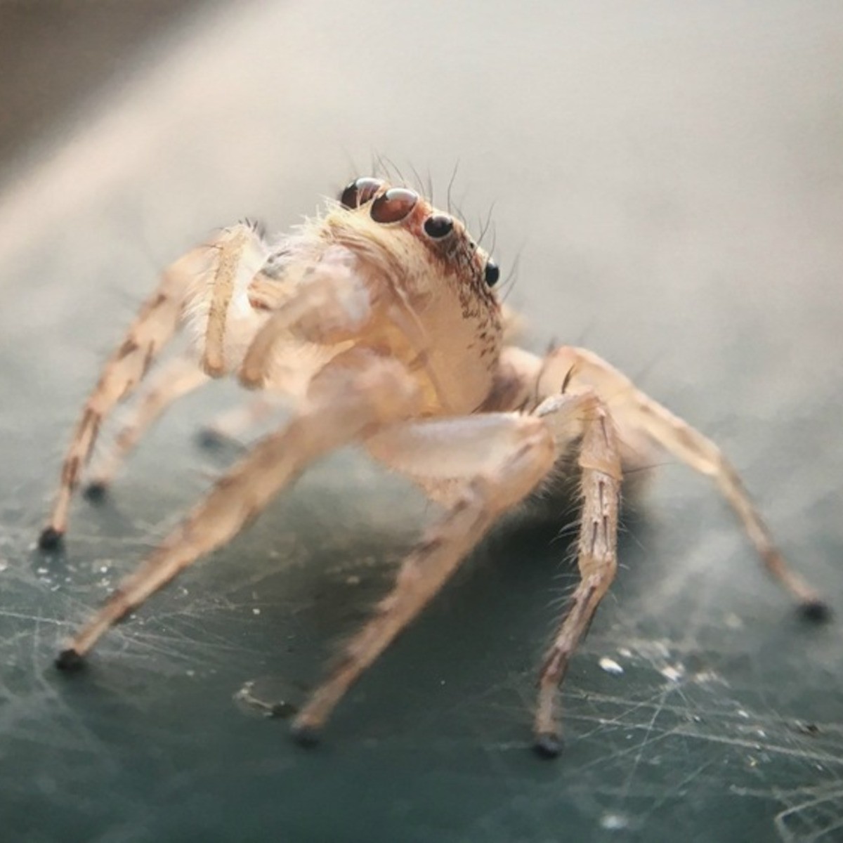 Australian Jumping Spider Australian Jumping Spider