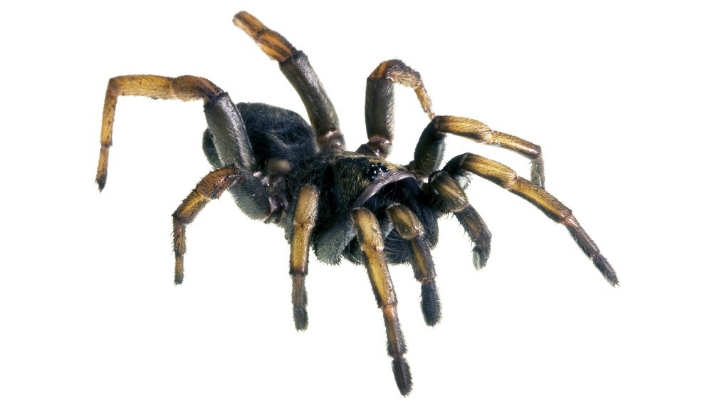 Trapdoor Spiders Trapdoor Spiders