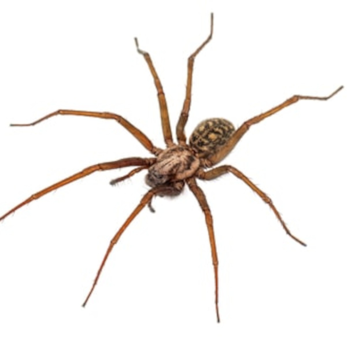 Brown house spider