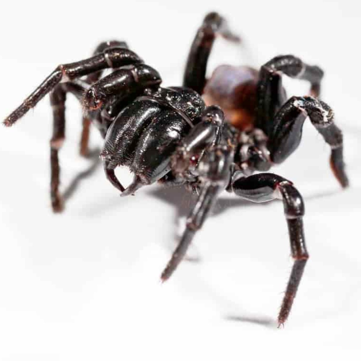 Funnel web spider