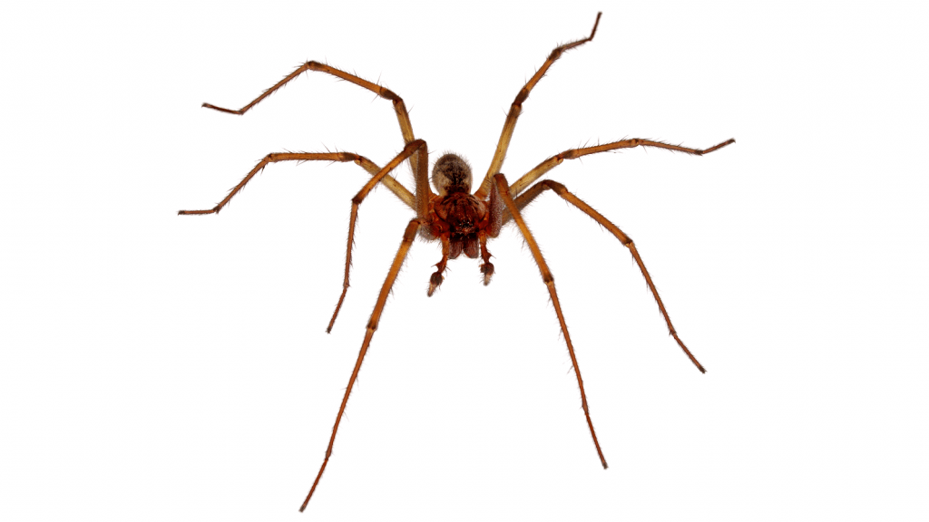 Spiders in Australia: Species, Facts | Fantastic Pest Control AU