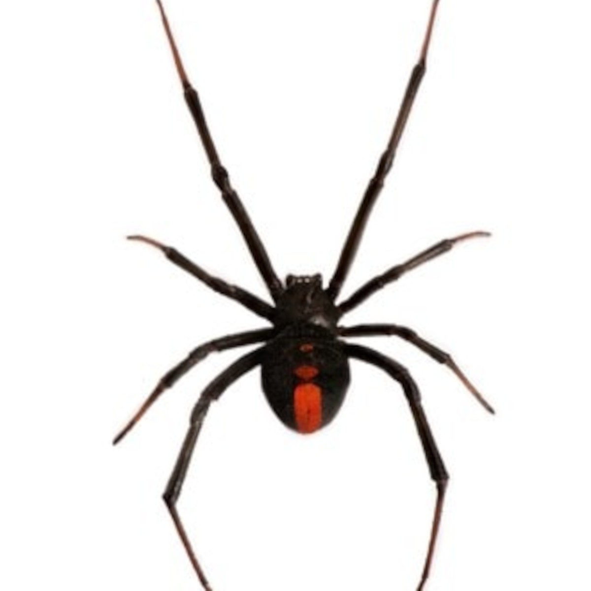 Red back spider