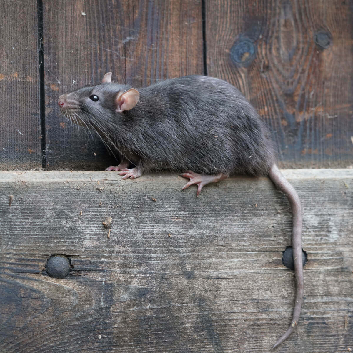 Bush Rat in Australia Identification, Lifecycle & Habits FPC Australia