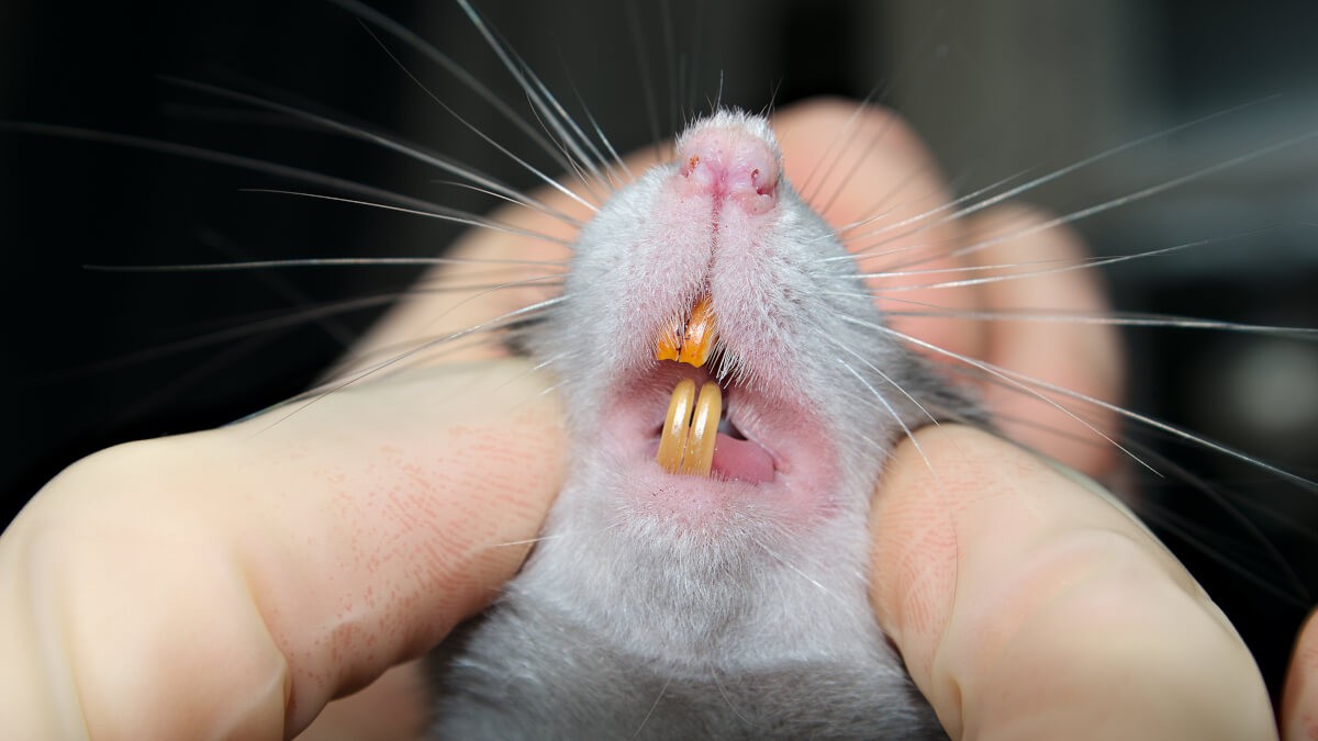 Rat bite teeth close-up