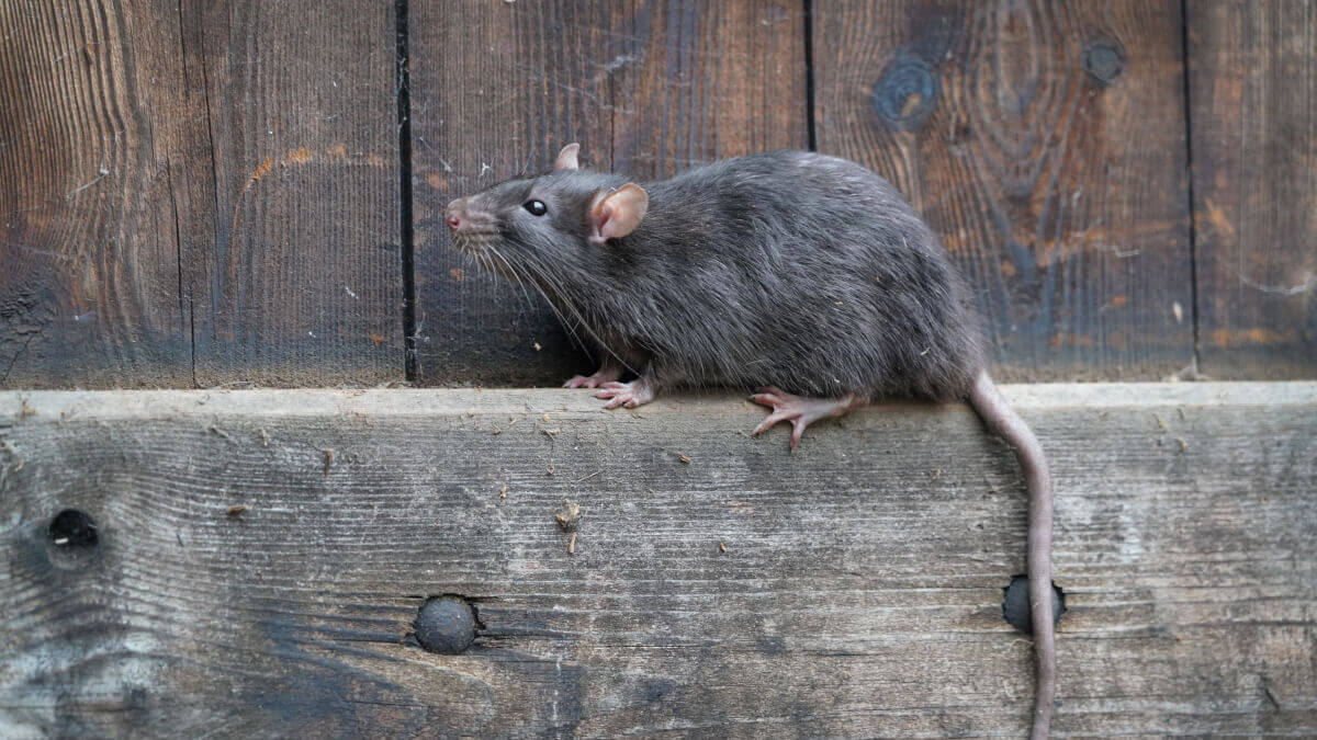 How Long Do Rats Live? Rat Lifespan & Reproduction