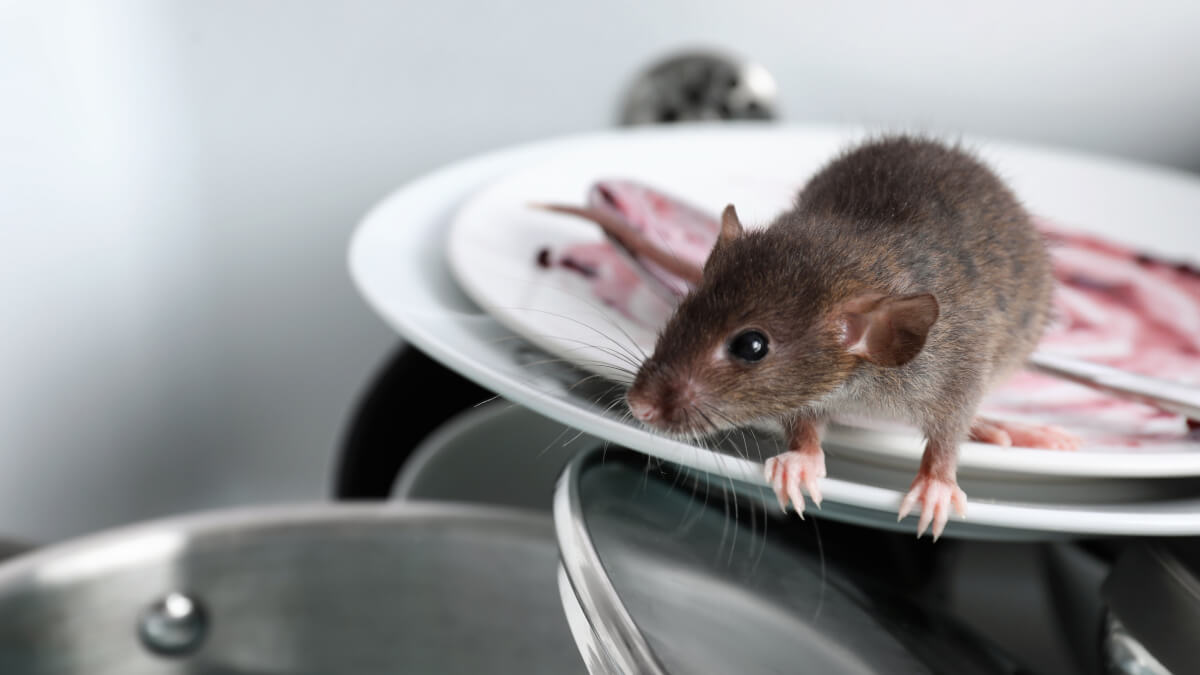 Diseases caused by rats