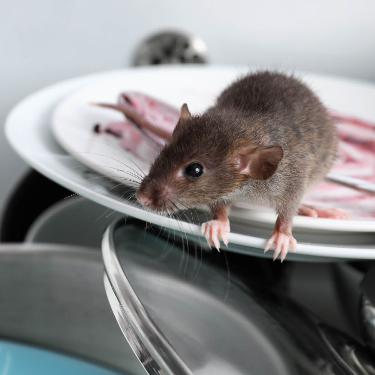 Diseases Caused By Rats Fantastic Pest Control Australia