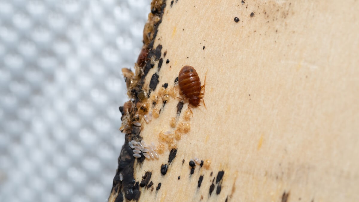 Adult bed bug, nymphs and eggs