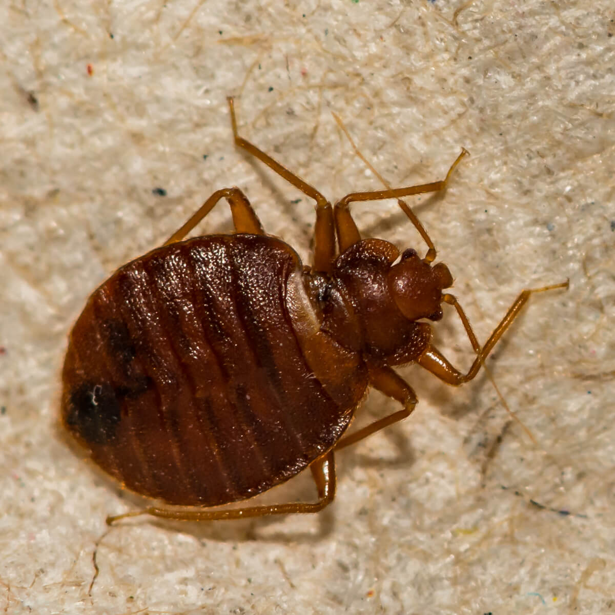 What Do Bed Bugs Look Like Bites And Infestation Signs What Do Bed Bugs Look Like Bites And Infestation Signs