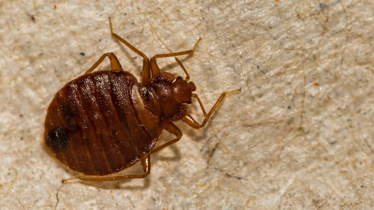 Adult bed bug upclose