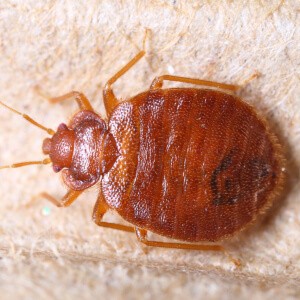 Adult bed bug