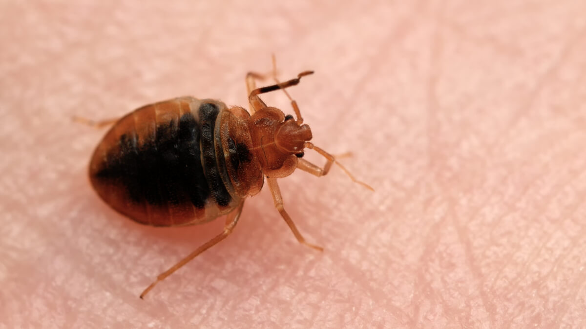 Life cycle of a bed bug