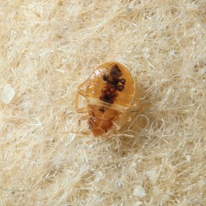 Bed Bugs' Life Cycle: Stages, Lifespan - Fantastic Pest Control