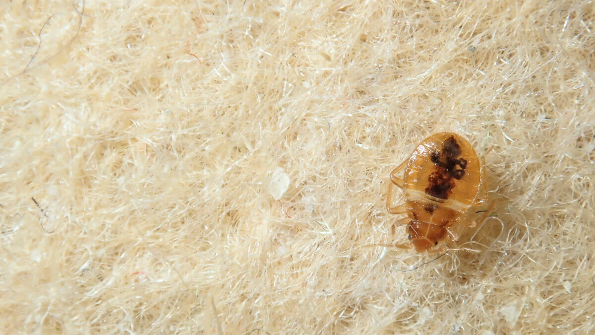 Signs of Bed Bug Infestation Guide Fantastic Pest Control AU