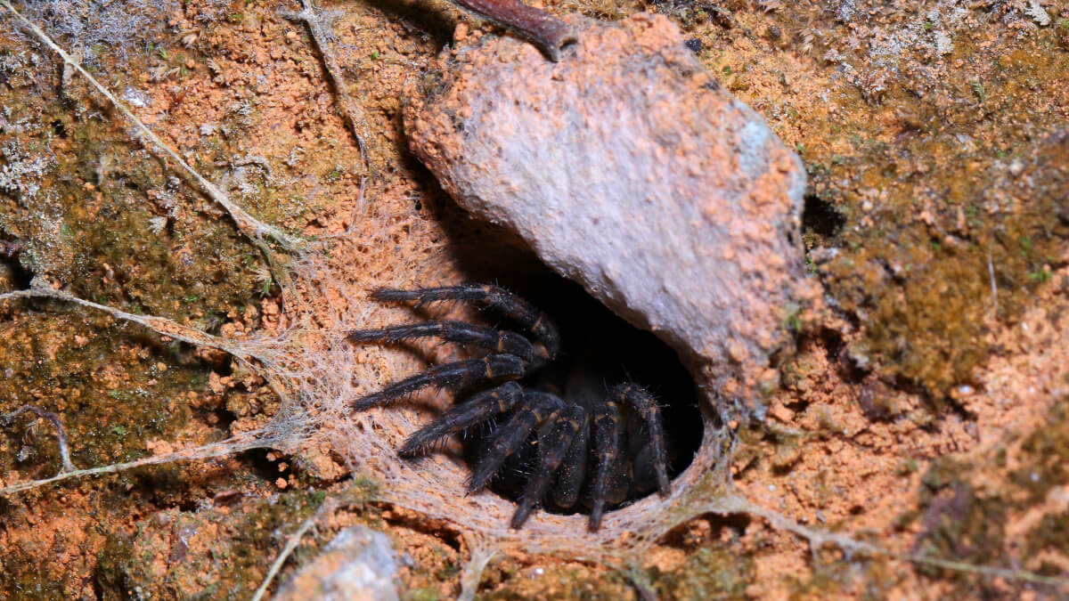 Trapdoor Spiders in Australia | Fantastic Pest Control AUS